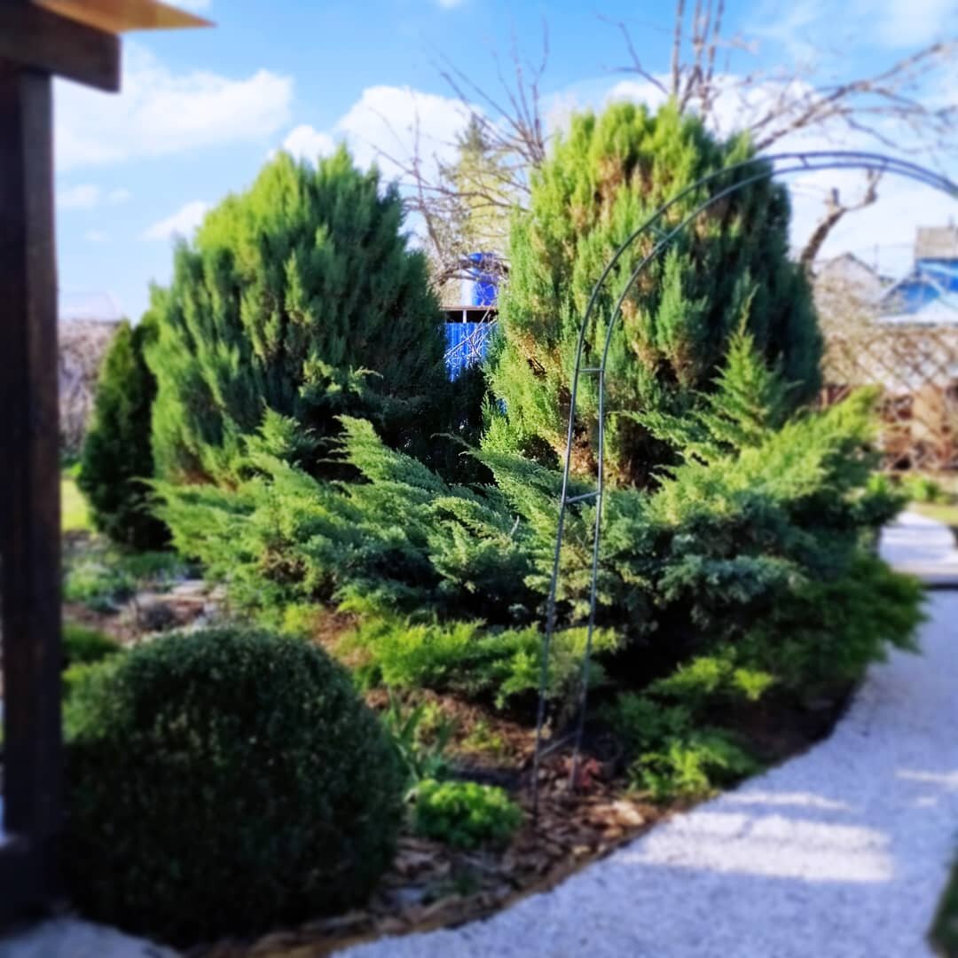 Хвойные в саду