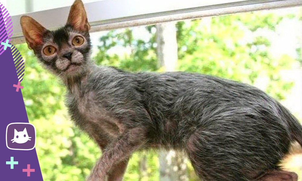 Lykoi Cat Lykoi cat, Cat breeds, Werewolf cat