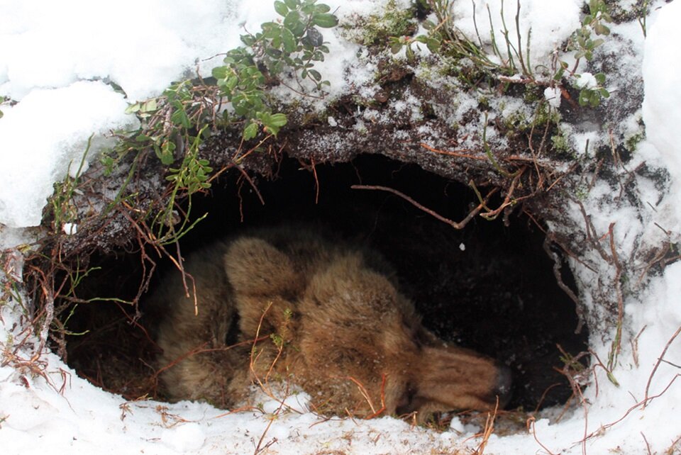 МЕДВЕДЬ БУРЫЙ (Ursus arctos)