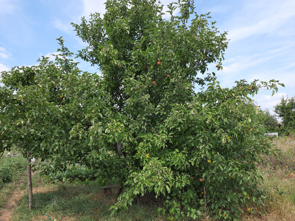 Вот дерево этого сорта