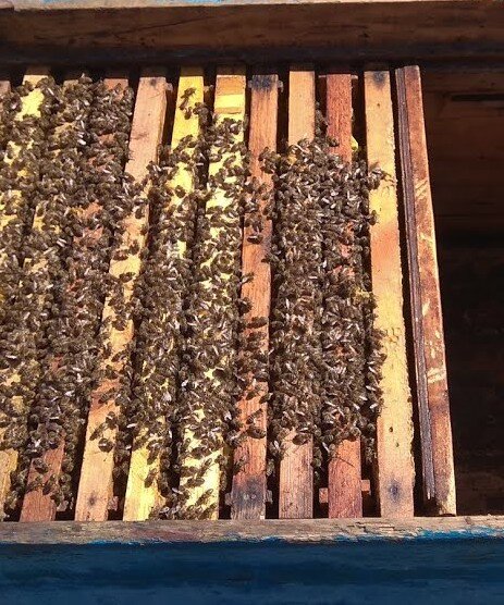 По окончании сезона семьи пчел сильно слабеют. Им необходима качественная подготовка к зиме, от этого зависит не только  благополучная зимовка, но и медосбор будущего года.-2