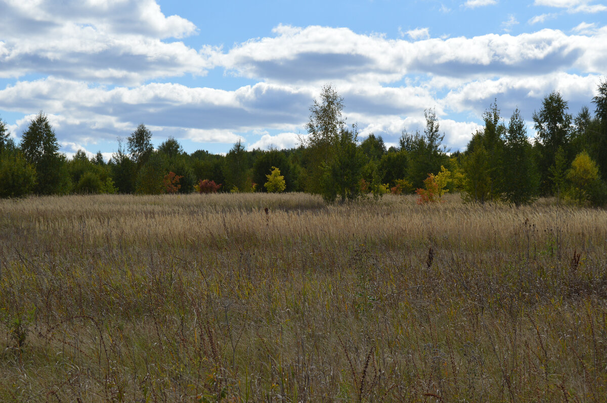 А в лесу красок прибавилось. Фото автора