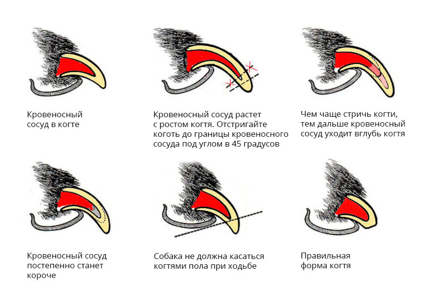 Как подстричь когти собаке