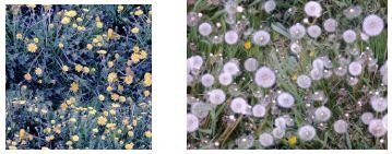 Заливки с одуванчиками.