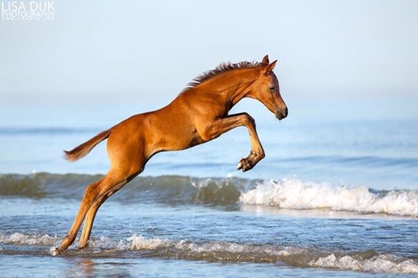 Это меня как-то осенью ВЯ повысило - в жеребёнка! Я с радостью приняла этот высокий статус. Ржать кончайте... Всё серьёзно!!!  Не все статусы выглядят как ордена... Некоторые - вот так. 