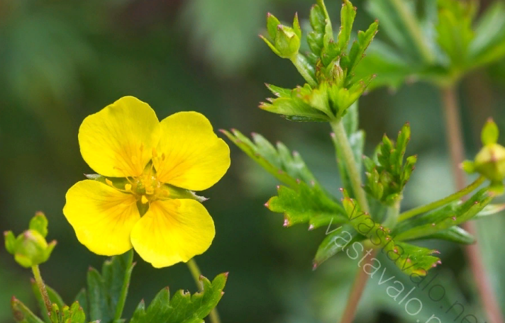 Трибулус.По-русски оно называется Якорцы стелющиеся.
