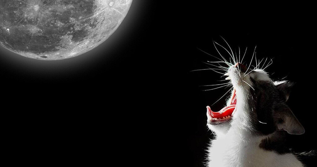 Звук криков котов. Орущий кот. Кричащий кот. Кошка ночью. По ночам орут коты.