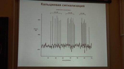 Атауллаханов Ф. И. - Биофизика регуляторных процессов -Регуляция метаболизма гликогена адреналином-1