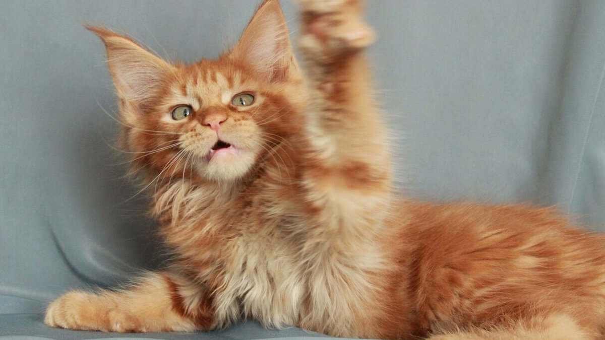 Источник: cat4you.ru