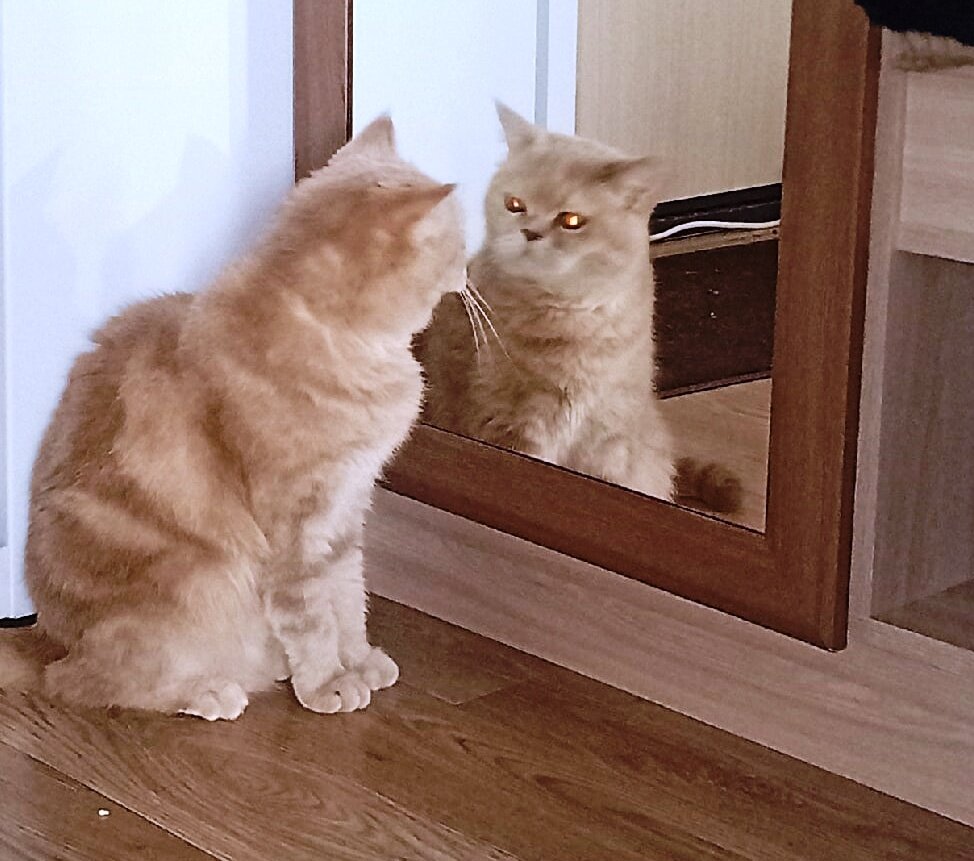 Утро добрым не бывает)  1 января  (фото автора)