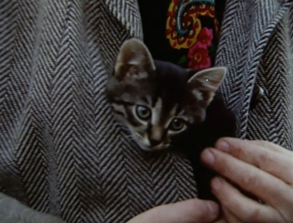 Полосатый котёнок на птичьем рынке. Скриншот из к/ф "Котёнок" (1996).