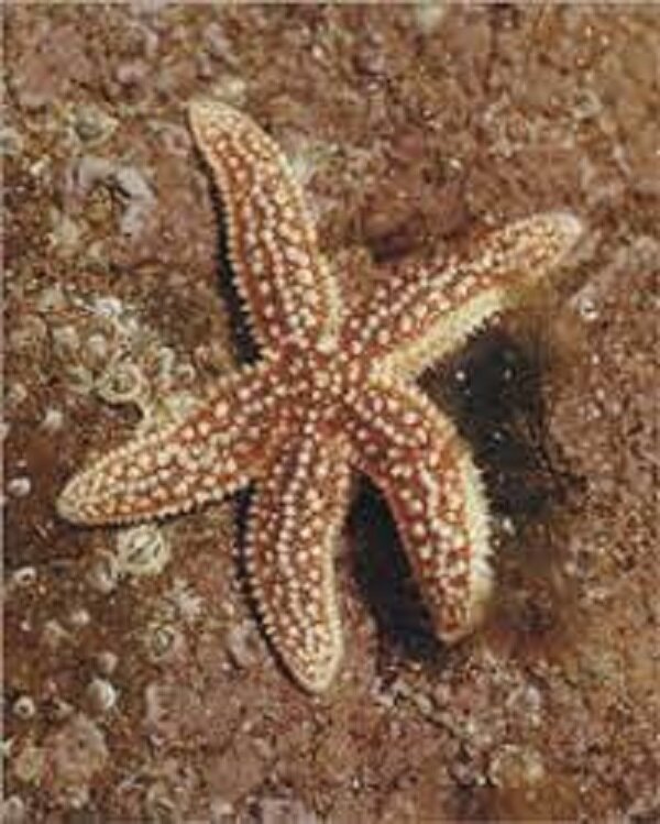 Взято с Яндекс Картинки