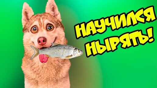 ХАСКИ НА РЫБАЛКЕ!! Я НАУЧИЛСЯ НЫРЯТЬ! (Хаски Бублик) Говорящая собака