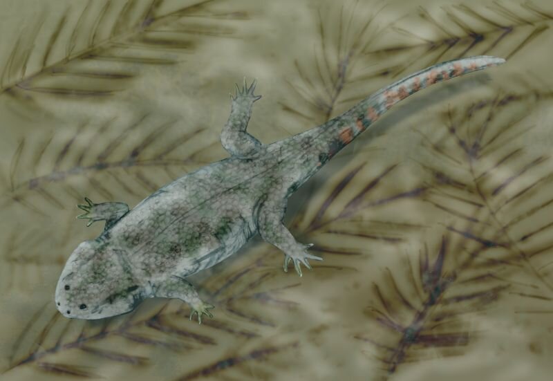 Компсоцеропс плавает по дну