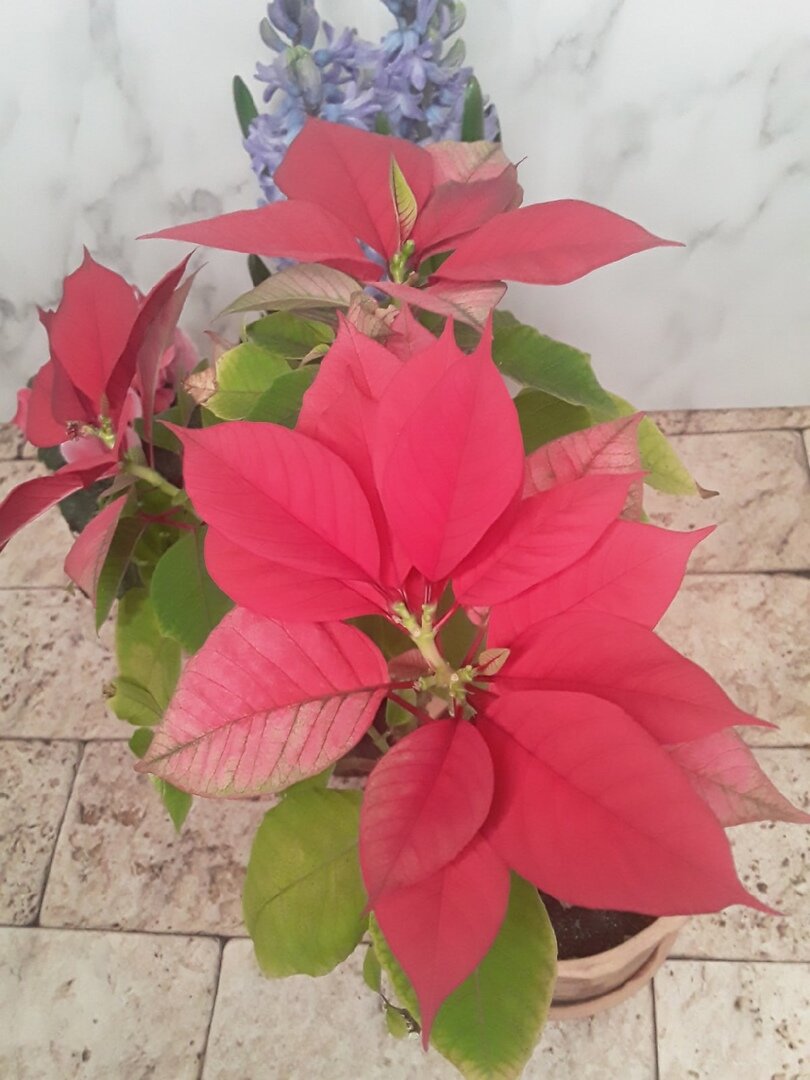 Эту пуансеттию я "краснела" собственными руками