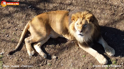 Таня настя и тайган дзен. Таня и настя тайган ютуб. Таня настя и тайган дзен. Мы львы. Таня настя и тайган дзен.