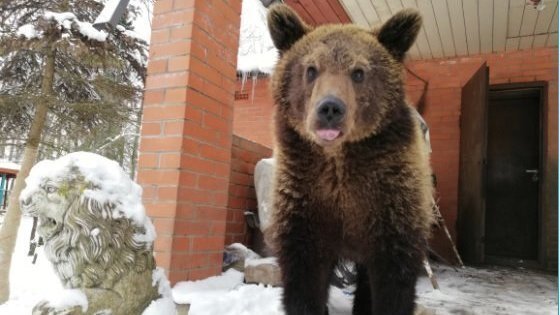 На зооферме в Ленинградской области 12-летнего мальчика за руку укусил медведь.