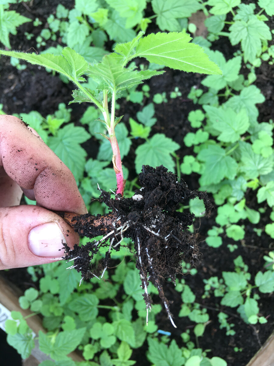 Важный нюанс! Перед закладкой, маточный корень нужно прогреть, для того, чтобы проснулись почки на корне.