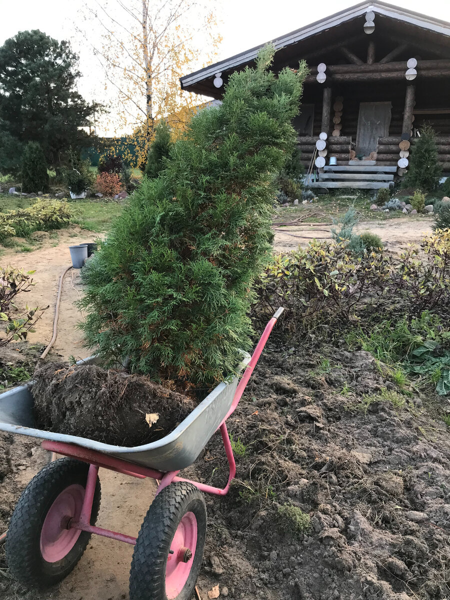 осень - самое подходящее время для пересадки хвойных культур