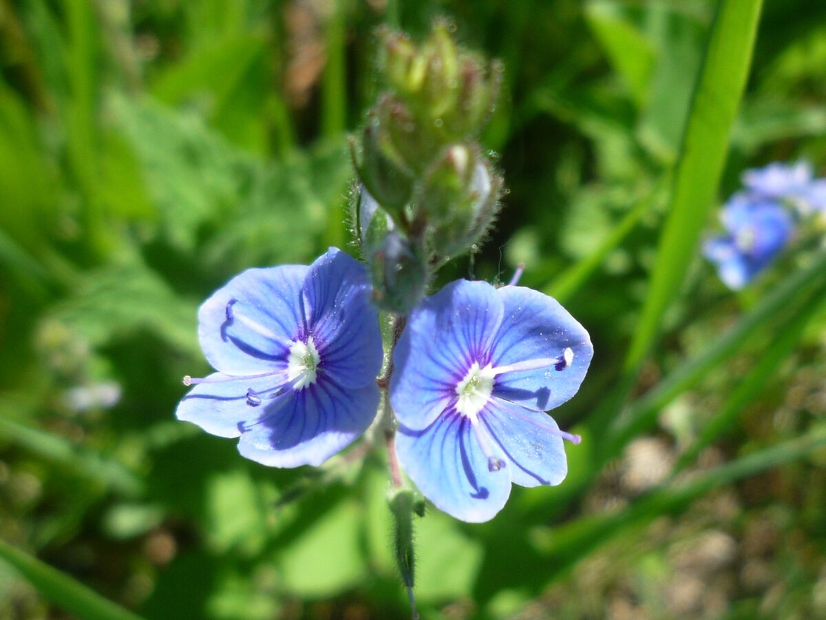 Фото моё, с дачи))