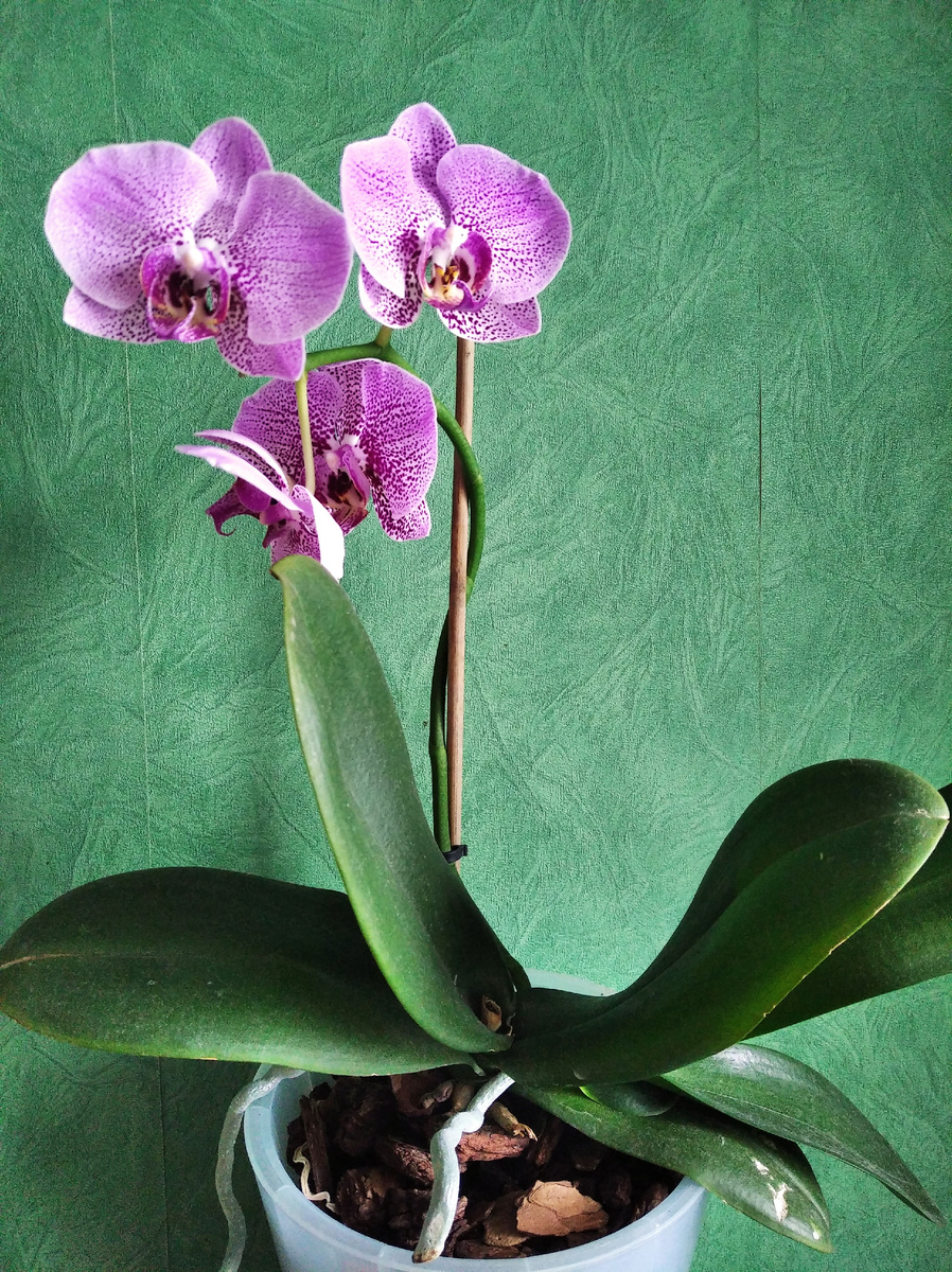 Добрый день всем ,кто читает мои посты !