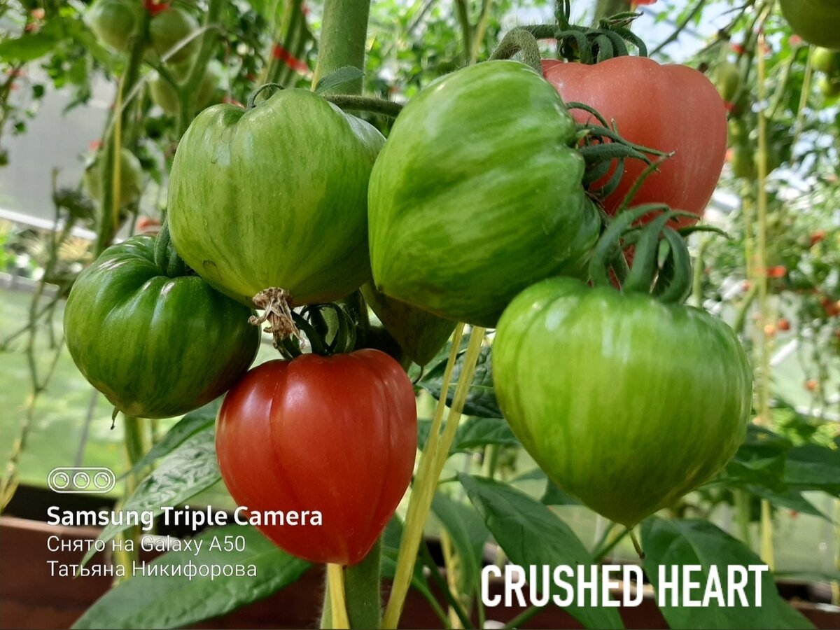 Томат Супербанан