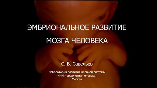 С.В. Савельев. Эмбриональное развитие мозга человека - [20211104]