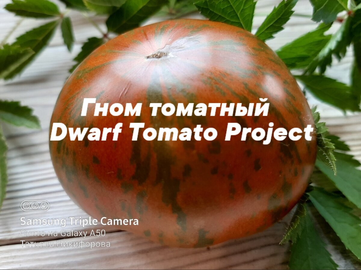 Dwarf Tomato Project
