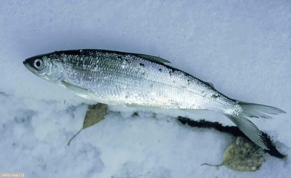 Такая она, ряпушка. Фото из откытых источников.