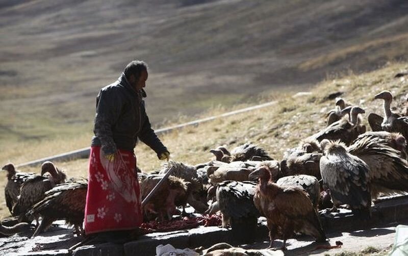 На похоронных площадках в Тибете постоянно обитают сотни грифов/ © /pohorony.kz