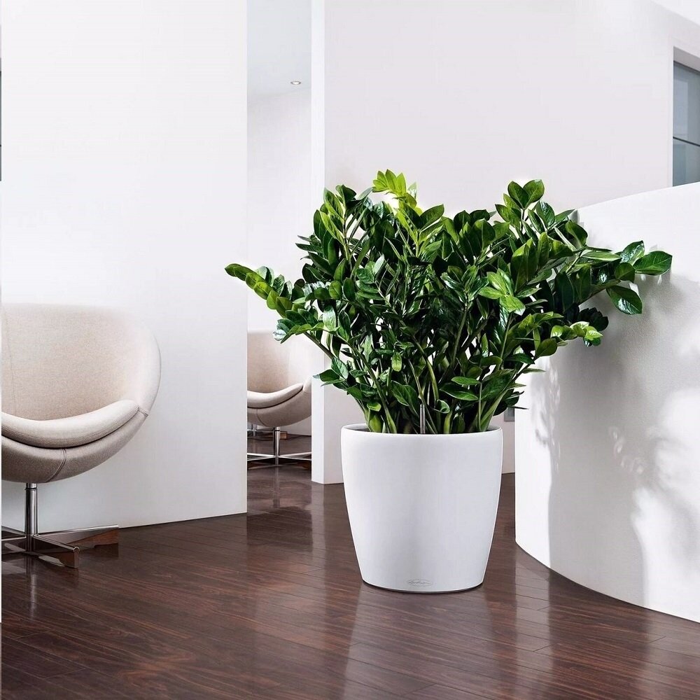 Горшки для замиокулькаса и широкой кроны