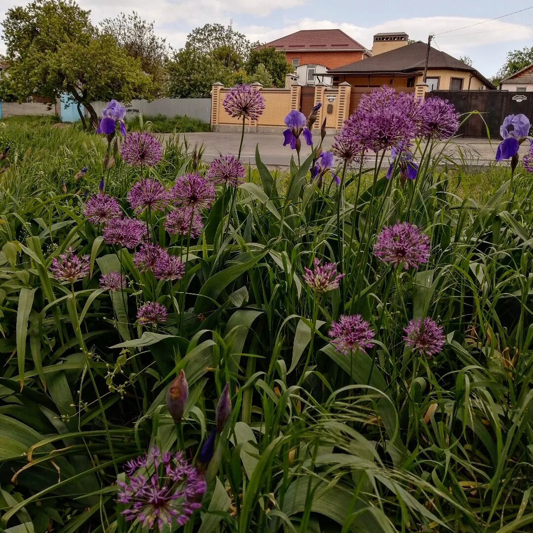 Лук афлатунский в ландшафтном дизайне