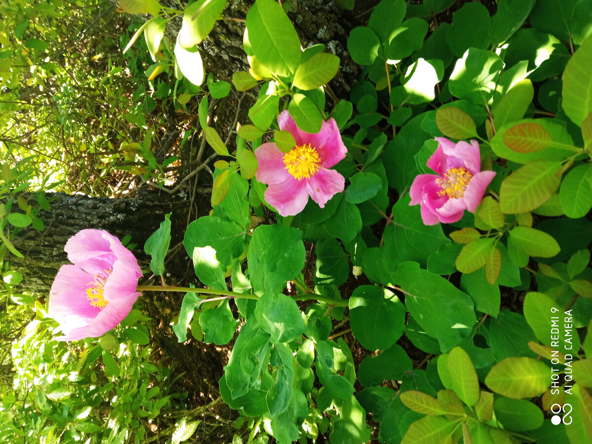 Пионы.... в лесу