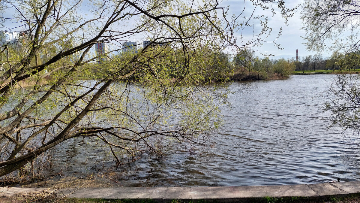 Дома у Пулковского парка, рядом зелень и водоем 