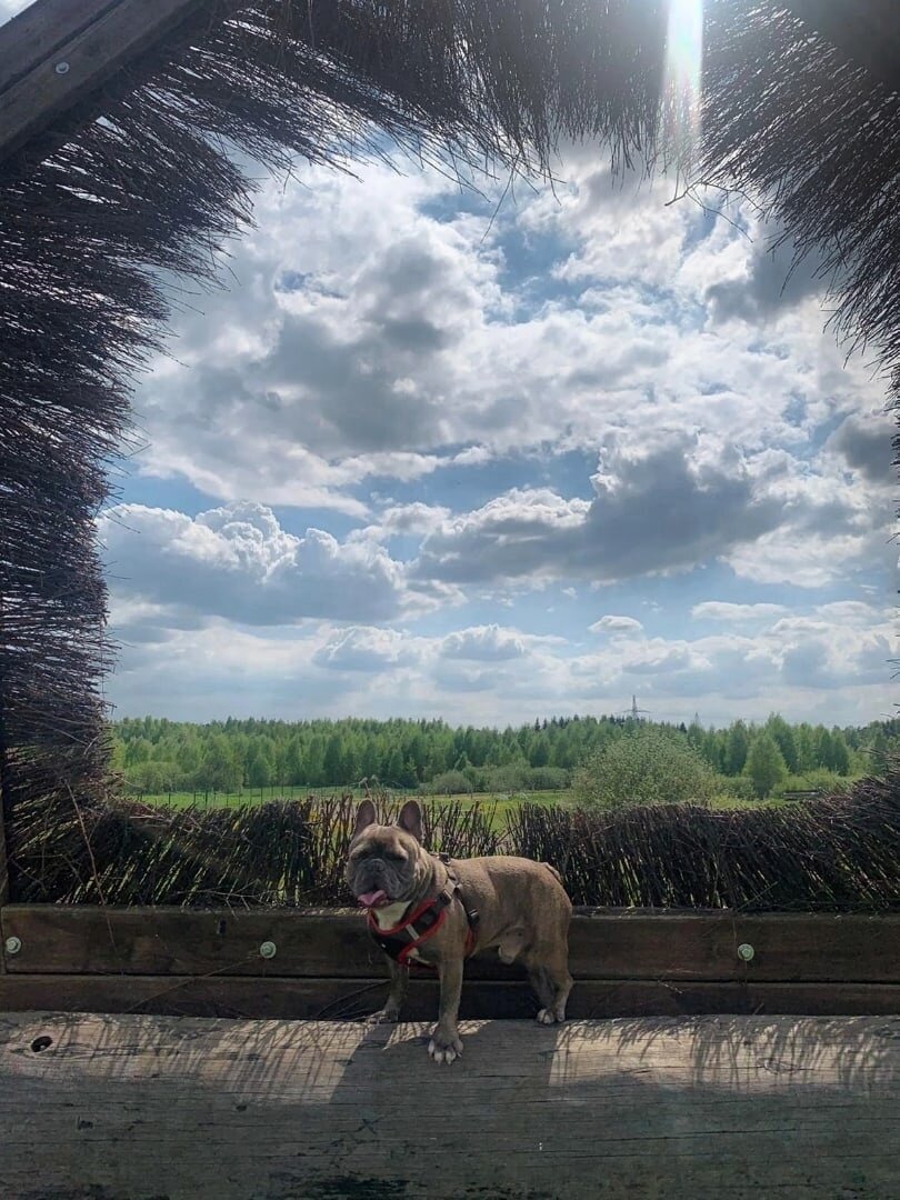 🌟На фото : Джимми https://vk.com/topic-144285450_47320012