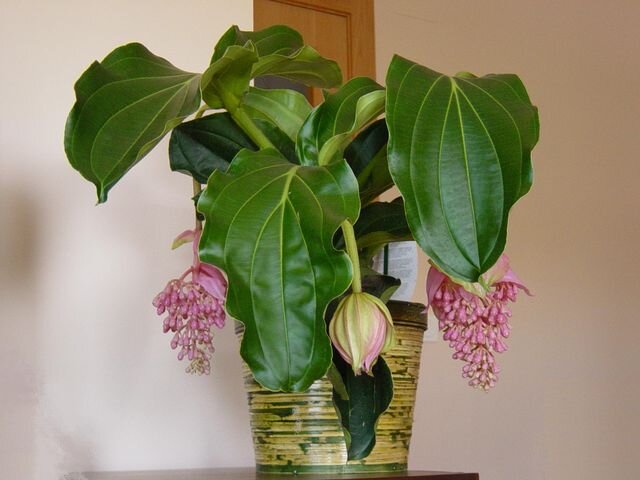 Мединилла (лат. Medinilla) относится к семейству Меластомовые. В природе произрастает во влажных лесных массивах Африки, Азии и Малайском архипелаге. Любители комнатного цветоводства считают ее требовательным растением. Возможно поэтому она не получила широкого распространения в домашних коллекциях. Тем не менее мединилла — оригинальное и эффектное растение. В уходе необходимо учитывать, что этот цветок — эпифит (полуэпифит). Подобные растения свето- и влаго- любивы При этом они не переносят длительный застой воды в горшке. Если у цветовода есть опыт выращивания антуриумов и орхидей, проблем с мединиллой не должно быть. В период бутонизации и цветения (весна-лето) не рекомендуется поворачивать и переставлять относительно источника света.