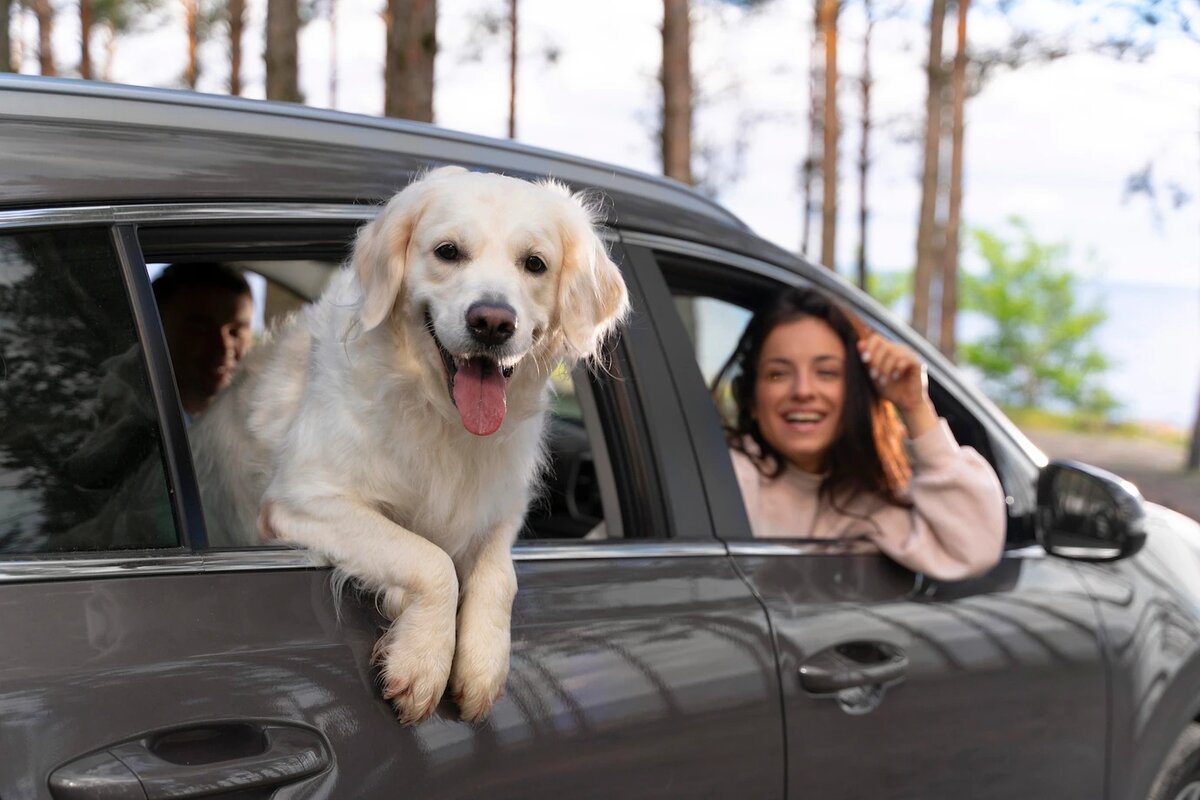 Como viajar con un perro en coche