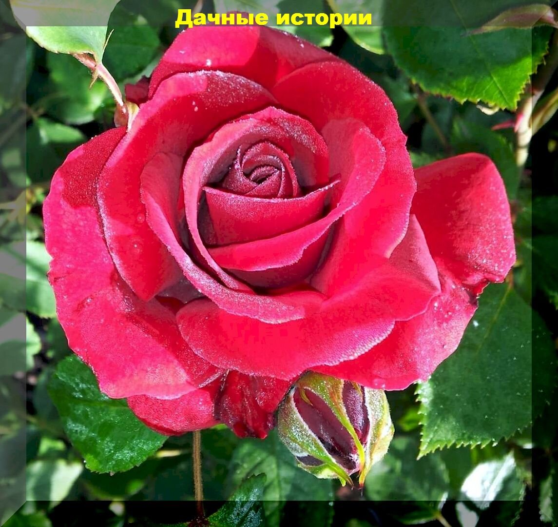 https://vk.com/photo-159774511_457254133. Роза чайно-гибридная Дюссельдорф
