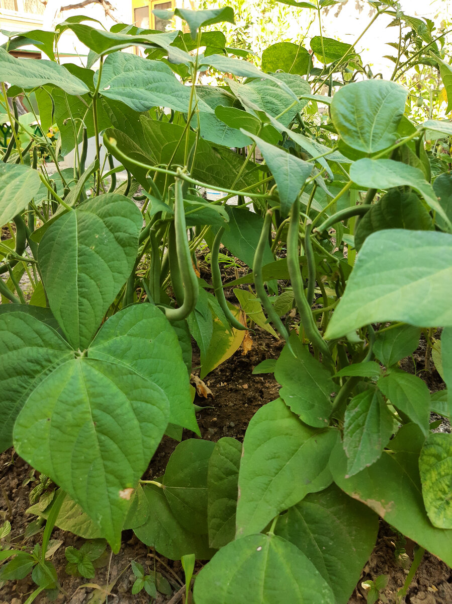 Фото с грядки