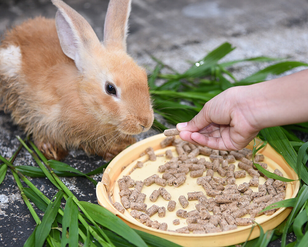 Ты хочешь чтобы я ел ЭТО? Похоже на наполнитель из лотка Барсика...