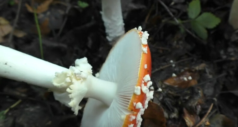 Мухомор красный (Amanita Muscaria)