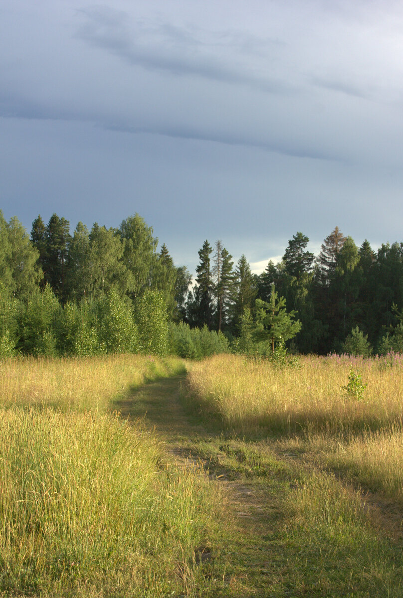 Тропинка через луг. Фото автора.