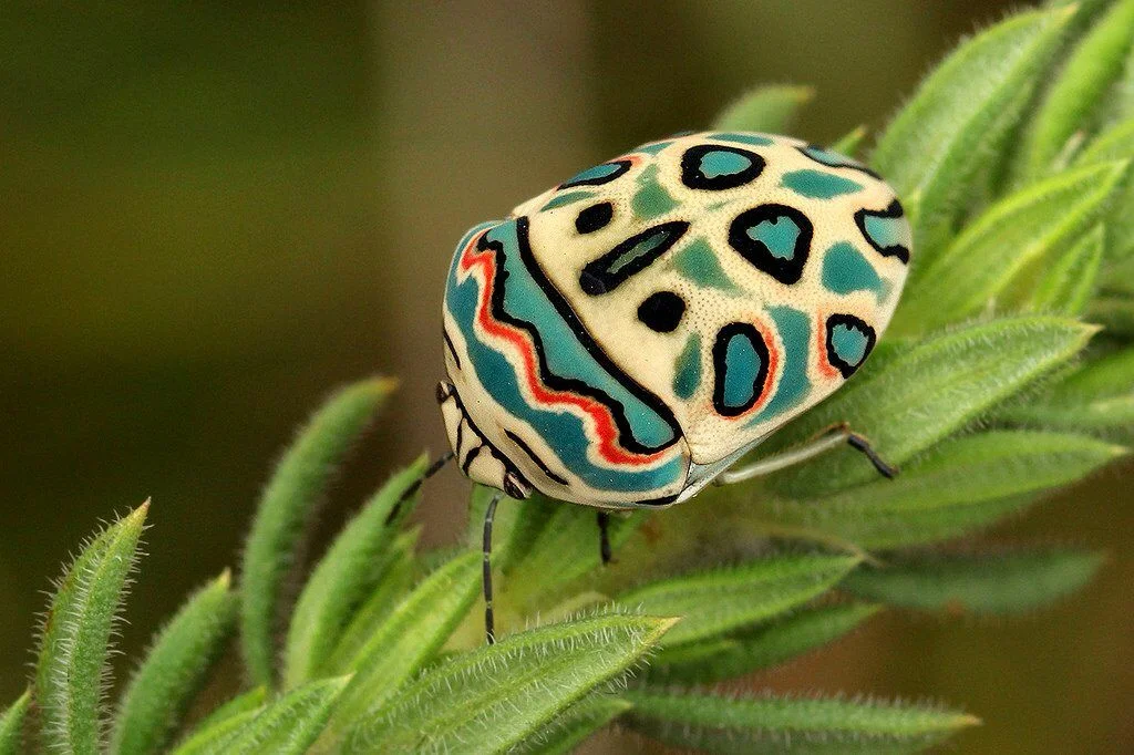 красивые насекомые