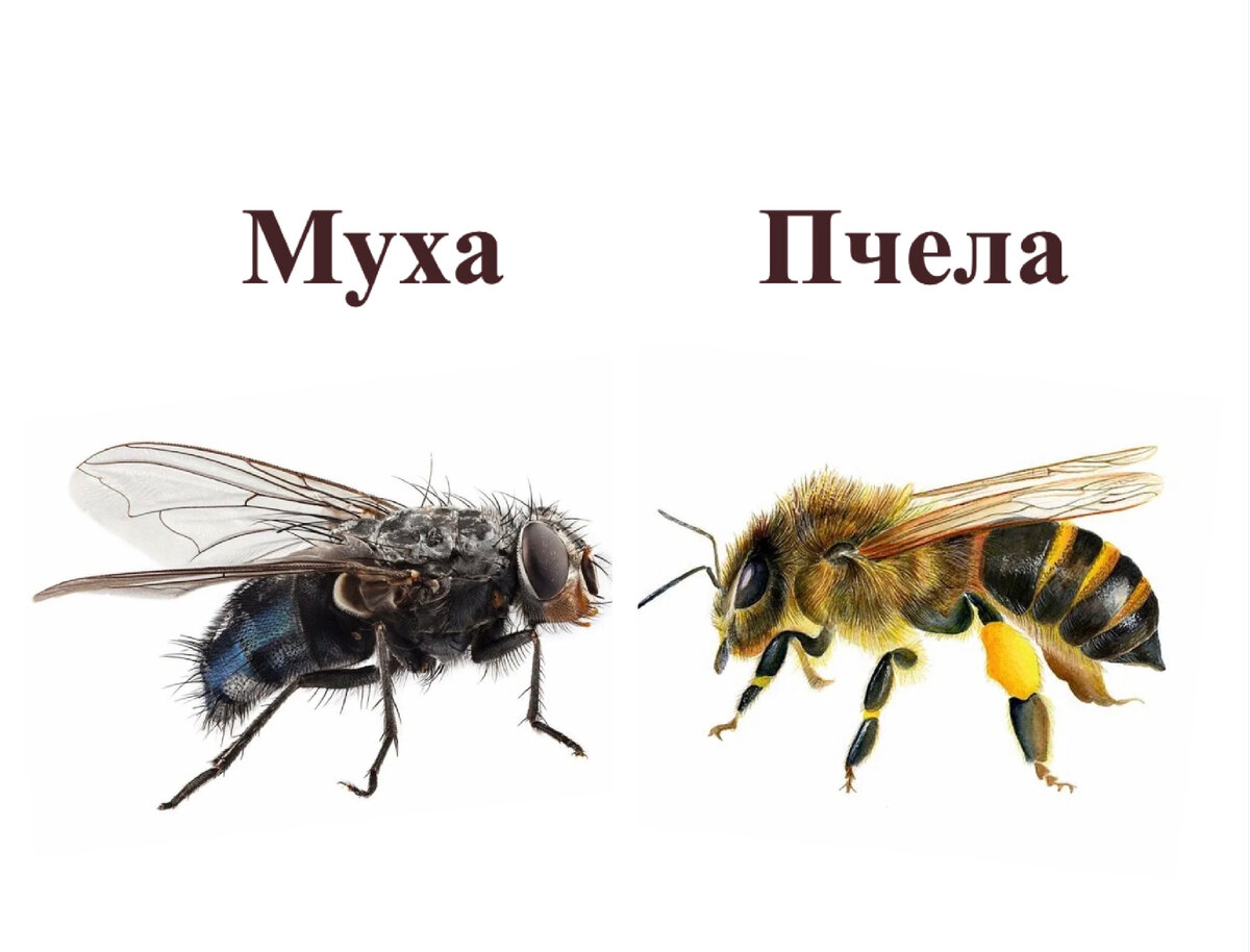 Отличие мышления пчёлы 🐝 и мухи 🪰…… | @psyholog_olia | Дзен