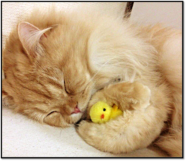 Источник: https://pikabu.ru 