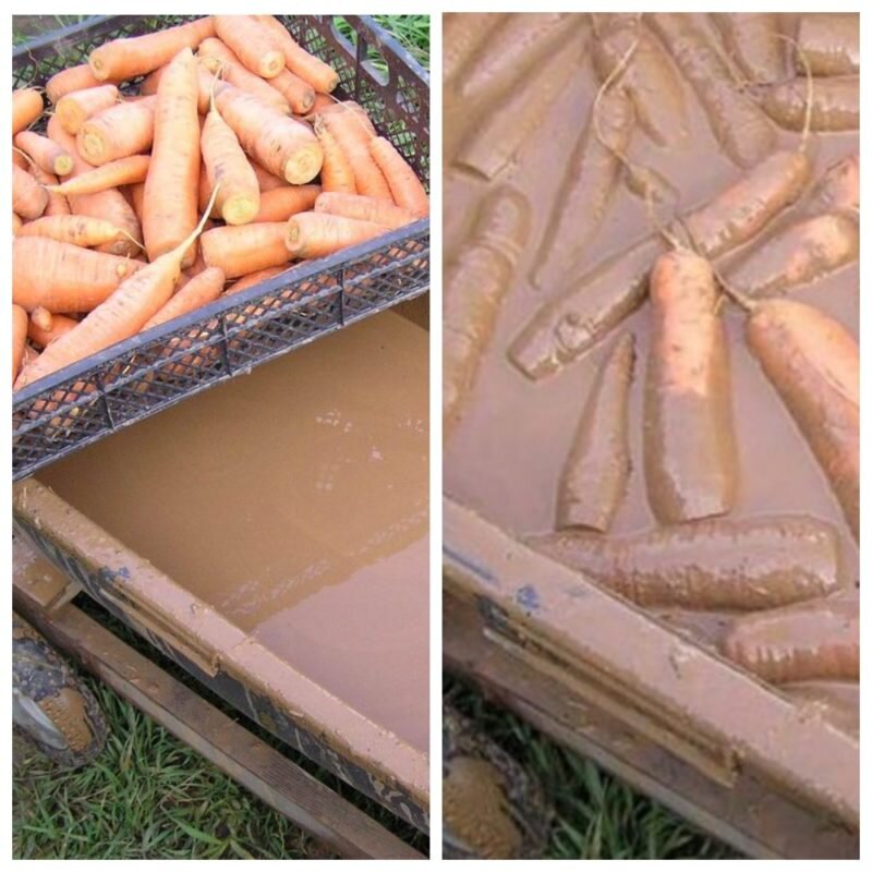 Заливка моркови глиной.