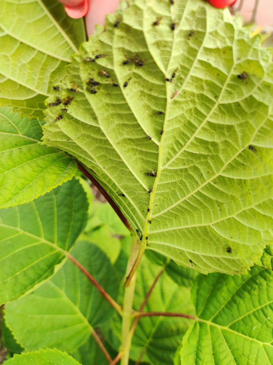 Древовидная гортензия, тли гораздо меньше