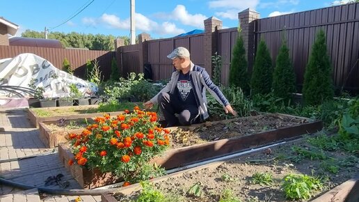 Консервирую огород, мульчирование грядок подготовка к зиме