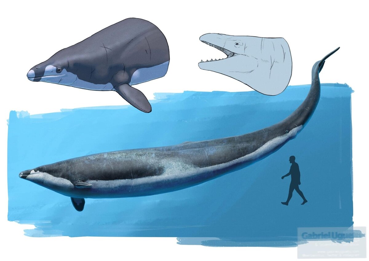 Мне приснился кошмар, как-будто плыву я и вдруг на до мной пол тела сородича, потом ещё белая голова, а под хвостом чёрный человек. Приснится же такое…