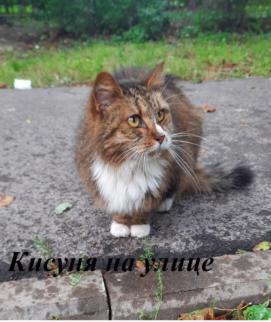 "Я не знаю, как мне жить. И надо ли мне жить?"- говорит взгляд Кисуни